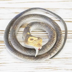 Гумова змія 70см (світло-коричнева)