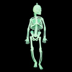 Скелет світлонакопичувальний (20см)